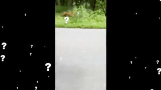 Безумные Атаки Животных в Джунглях, от Которых Мурашки по Коже