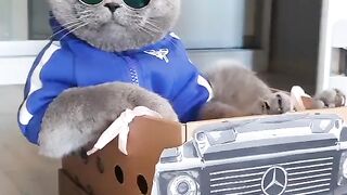 Funny Cat - Best Of The 2021 Funny Cat Videos - TRY NOT TO LAUGH!