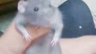 Very funny rat dance