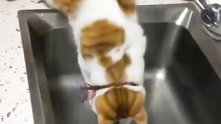 Funny compilation animal