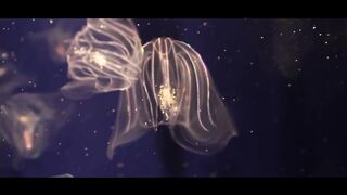 MATRANG - Медуза