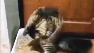 Funny cat pee