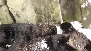 Морские выдры радуются снежному дню