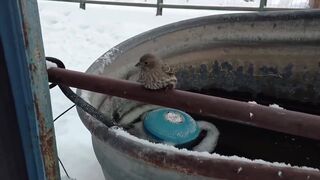 Мужчина спас примёрзшего воробья