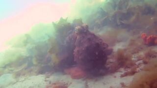 Недовольный осьминог пытается запугать оператора
