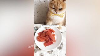 10 МИНУТ СМЕХА/СМЕШНЫЕ ЖИВОТНЫЕ 2021/ЛУЧШИЕ ПРИКОЛЫ С КОТАМИ