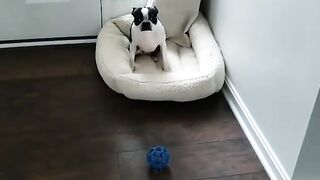 Funny Boston Terrier - Best Of The 2021 Funny Dog Videos - TRY NOT TO LAUGH!