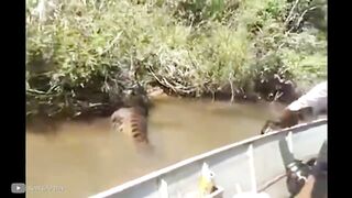 Самые Пугающие Случаи со Змеями, Снятые на Камеру