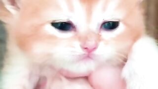 Cute Kitten - Best Of The 2021 Funny Cat Videos - TRY NOT TO LAUGH!