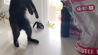 Funny Cat Eating - Best Of The 2021 Funny Cat Videos - TRY NOT TO LAUGH!