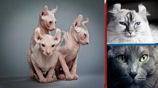 The 10 Most Expensive Cats in the World