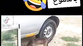 Dog vs mirroir