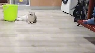 Funny cat