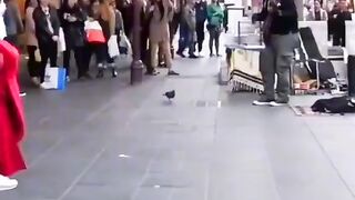 Funny bird dance
