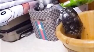 Cats vs tortule