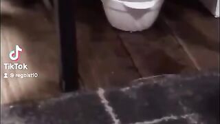 Котик