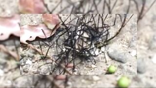 Самые Странные Животные, Обнаруженные в Чернобыле