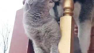 Лучший сборник животных 2021