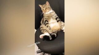 СМЕШНЫЕ КОШКИ 2021 И ДРУГИЕ ЖИВОТНЫЕ