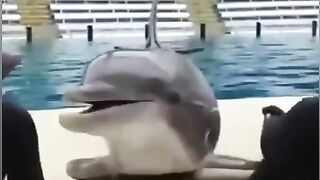 Этот дельфин очень любит целоваться.