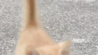 A kitten domesticates a wildlife photographer