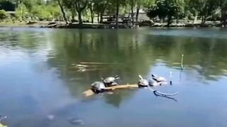 Funny Animals Mem