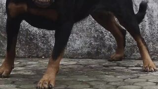 Angry Rottweiler part 2 dog barking sound _???? #rottweiler  #viral #viralshorts #shorts #youtubeshorts