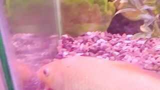Aquarium
