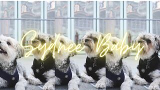 Pet funny friends dog videos| Funny dogs