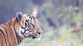 Animals Birds Lion Leopard