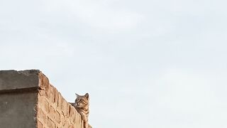 Cat in mode
