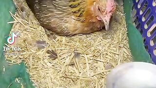 Chicken ????