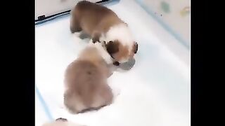 Funny and Cute Dog and Cat Compilation
