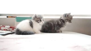 Cute baby cats vedios