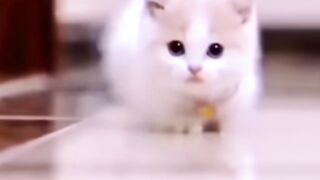 Cute cats