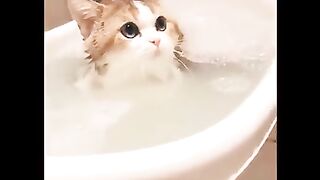 Funny and Cute Dog and Cat Compilation