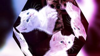 Pretty cats video