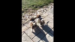 Cute animal compilation