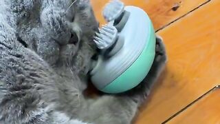 Cute cate