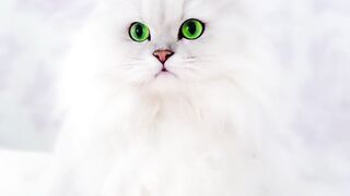 Beautiful cat