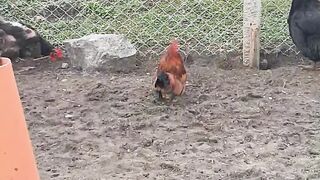 The smallest rooster in the world look after his female chickens