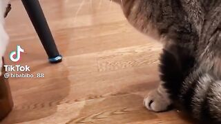 Angry Cats