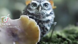 Animals in Cold