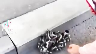 Cute Animals