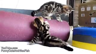 Top_Funny_Cats_and_Kittens_playing