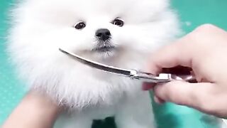 Hair cutting of kitten