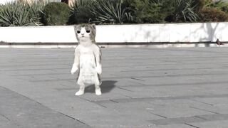 Dsncing_cats