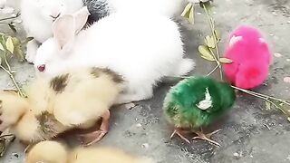 Funny animals