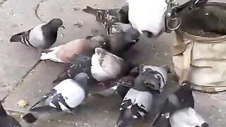Horse feeding pigeons