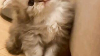 Soo sweet cute cats baby see Soo beautiful ????????